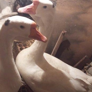 Xalmaqor  qazı  satıram 2  fərə 1 erkək  təzə gəliblər