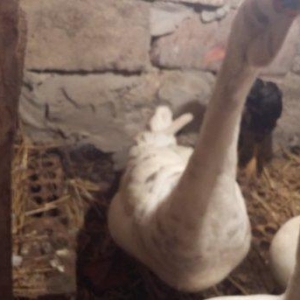 Xalmaqor  qazı  satıram 2  fərə 1 erkək  təzə gəliblər