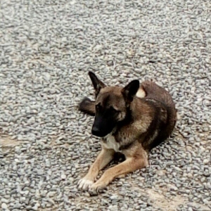 Salam. Alman Ovçarkası istəyirəm. Təcili satan olsa və ya saxlaya bilm