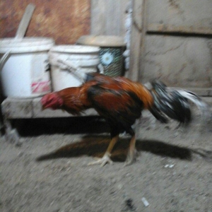 Heyratı xoruzu temiz ozbek sortu tam saglamdir.