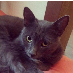 satilir 100 azn korat cinsidi sotland pisiyide deyilir 11 ayliqdi erke