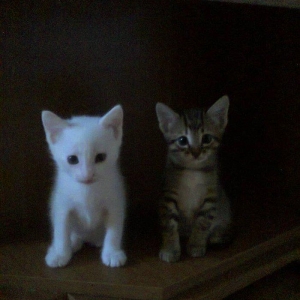 Продаются котята породы Ан