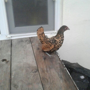 6 ayliq qizili sbrayt fere xoruza gelir biraya yum