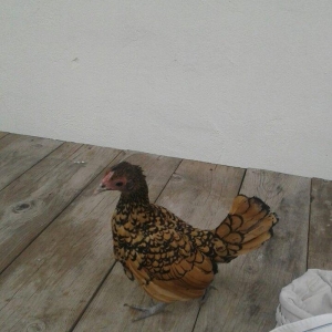 6 ayliq qizili sbrayt fere xoruza gelir biraya yumurtayacaq butun baks