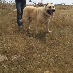 salam.ela meydan itidi adi basardi meydanlarda sozun demis itdi 5 yasi
