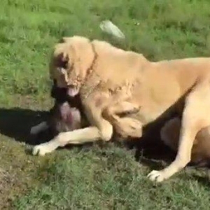 salam.ela meydan itidi adi basardi meydanlarda sozun demis itdi 5 yasi