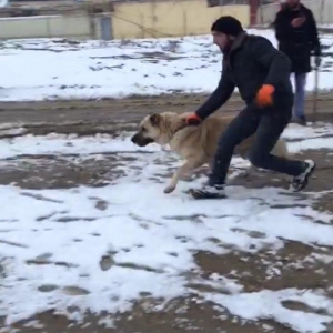 salam.ela meydan itidi adi basardi meydanlarda sozun demis itdi 5 yasi