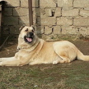 salam.ela meydan itidi adi basardi meydanlarda sozun demis itdi 5 yasi