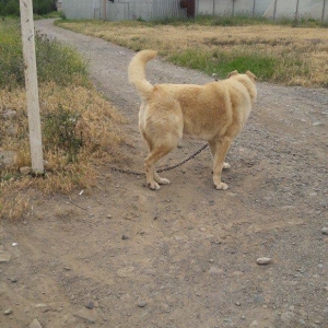 salam.ela meydan itidi adi basardi meydanlarda sozun demis itdi 5 yasi