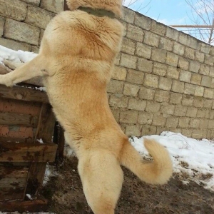 salam.ela meydan itidi adi basardi meydanlarda sozun demis itdi 5 yasi