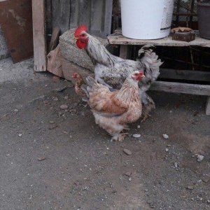 brama yumurtallari satilir temiz ve mayali yumurta