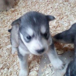 Щенки хаски от 250 до 700 манатовЕсть альбинос-(белая без пятин)