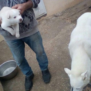 Щенки хаски от 250 до 700 манатовЕсть альбинос-(белая без пятин)