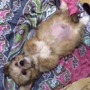 Tecili satilir 250 bawka olkeye qediriy diyen itin pasportu var