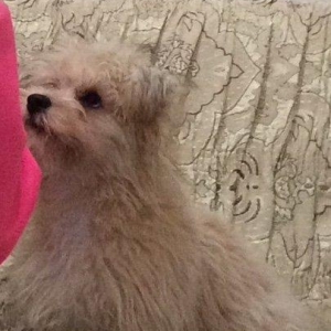 Tecili satilir 250 bawka olkeye qediriy diyen itin pasportu var