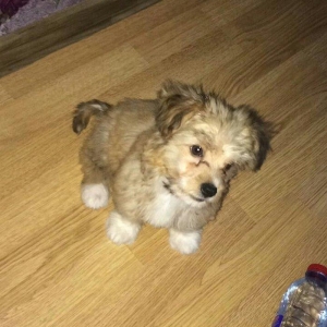 Tecili satilir 250 bawka olkeye qediriy diyen itin pasportu var