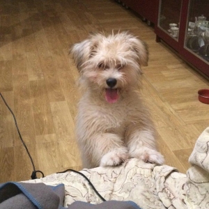 Балонка смешаный с Йорком продается срочно связи отъездом у собаки