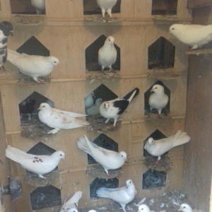 Bu quşlar təcili satilir quwbaz quşlardu 25 den