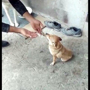 1 yaw 7 ayliqdi.2 dəfə bala verib.qiymət sondu 50 azn.