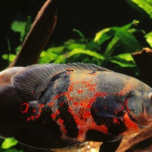 Oskar 8 sm saxlam balıqdı bundan ela çox  çeş