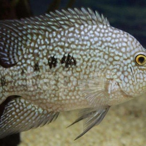 Briliyand balığı 10-11 sm. bundan ela çox  çe