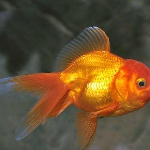 Aranda 6-7 sm çox gözel balıqdı bundan ela ço