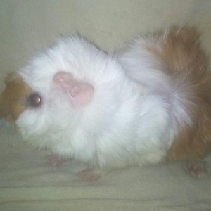 hamster satılır