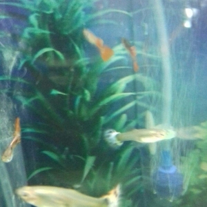 Bala veren cüt quppiler. cütü 3 man. balalar 50 qep.