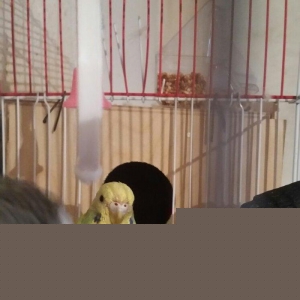 Tecili cox gozel renglerde saqlam cutluk satilir yuva hazirlayirlar sa