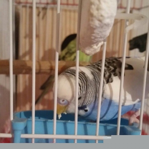 Tecili cox gozel renglerde saqlam cutluk satilir yuva hazirlayirlar sa