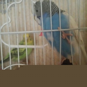 Tecili cox gozel renglerde saqlam cutluk satilir yuva hazirlayirlar sa