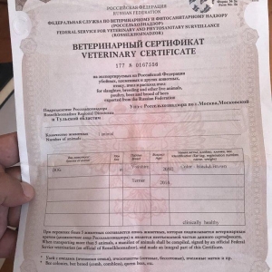 York terrier rosiyadan getirilib pasportu var butun peyvendleri vurulu