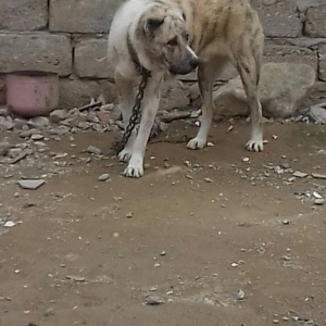 oz itimdir butun peyventleri vaxti vaxtinda vurulub cox gozel itdir mo