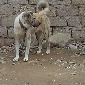 oz itimdir butun peyventleri vaxti vaxtinda vurulub cox gozel itdir mo