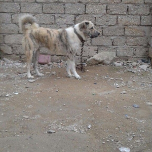 oz itimdir butun peyventleri vaxti vaxtinda vurulub cox gozel itdir mo