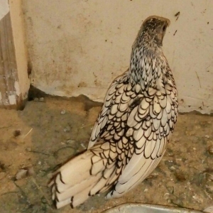 Sağlam Temiz Qan Gümüsü Zibrayit Feresi Satıram 6 Aylıqdı ünvan Bineqe