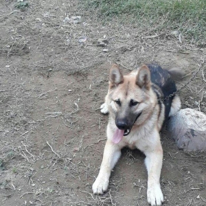 Malamud avcarkasi 9 ayliq herbir tedavusu gorunub peyvendi olub.heddin