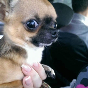 Chihuahua satılır erkək 1 yaşında. Super mini! çəkisi 1kg 200gr. Artım