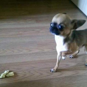 Chihuahua satılır erkək 1 yaşında. Super mini! çəkisi 1kg 200gr. Artım