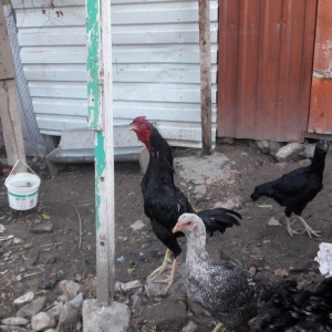 Ela cins heyrati cuceleri fereleri xoruzlari beceleri ve satiram.