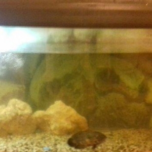 akvarium satilir qabah wuwesi avaldi ekran deilir altinda mermer mebel