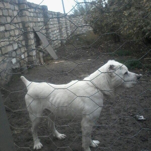 Temiz alabay satilir istyen varsa  nomresiyle elaqe saxlasin doyuwu va