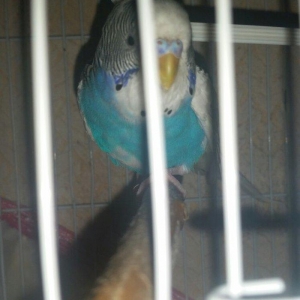 Tecili cox gozel renglere malik hazir cavan cutluk satilir saqlamliqin