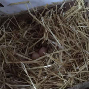 Sibrayt  yumurtası boydadır plasmasdan 5 eded fallıq yumurta bezi yumu