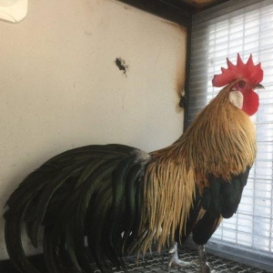 Feniks Tek xoruz 9 aylığ vaksini ve qurt derman�