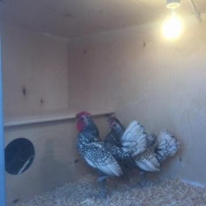 Qәfәs eni-0,75 sm. uzunluğu-1,50 sm. hündürlüyü-1,85 sm. havalandırma.