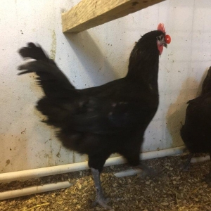 Avstrolop xoruzu 6 ay vaksinleri vurulub, 3 xoruzdur dava eddiklerine