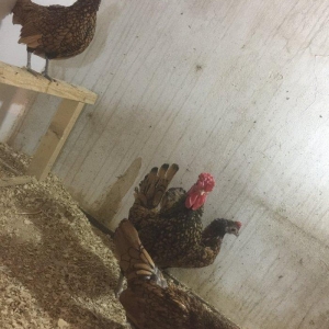 Sibrayt qızılı3 fere 1 xoruz vaksin , çiçeke qarşı , qurt v.s dermanl