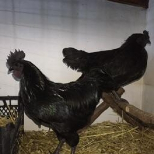 Dekorativ quşlar sibrayt gümüş ve qızıl, sumatra boz ve qara, şabo, ay