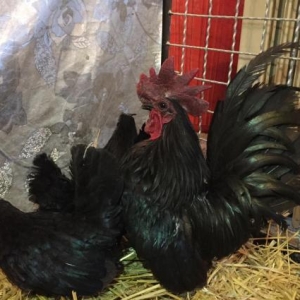 Dekorativ quşlar sibrayt gümüş ve qızıl, sumatra boz ve qara, şabo, ay